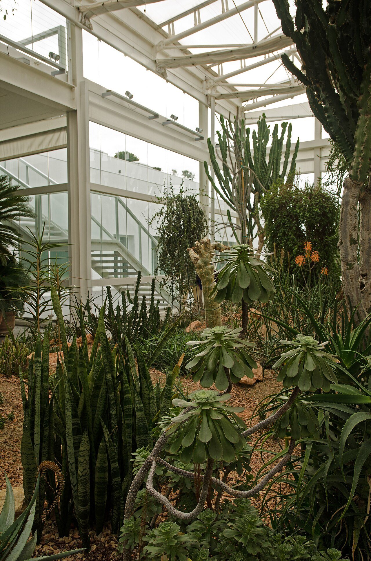 Orto Botanico, Padova üvegházi részlete